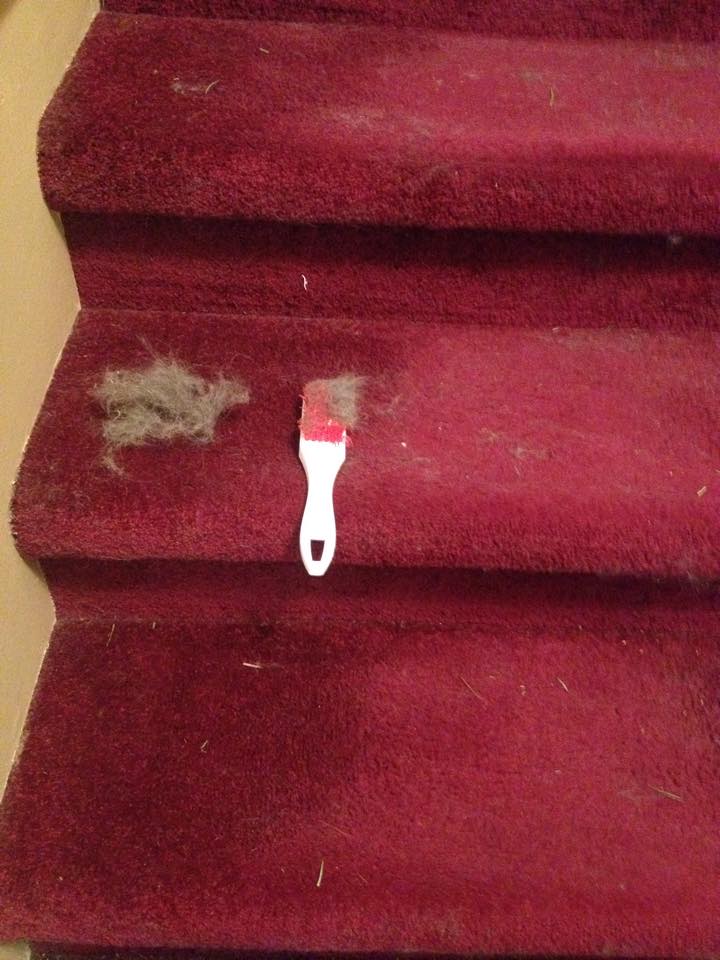 Clean Evolve Cleaning Services photo