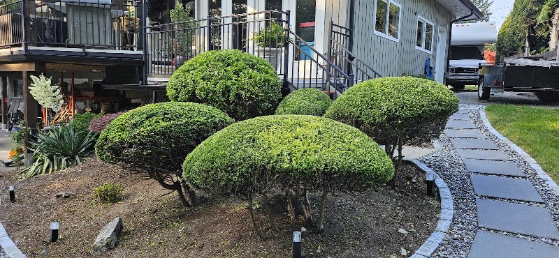 Greenscape Hedge and Tree Professional Care