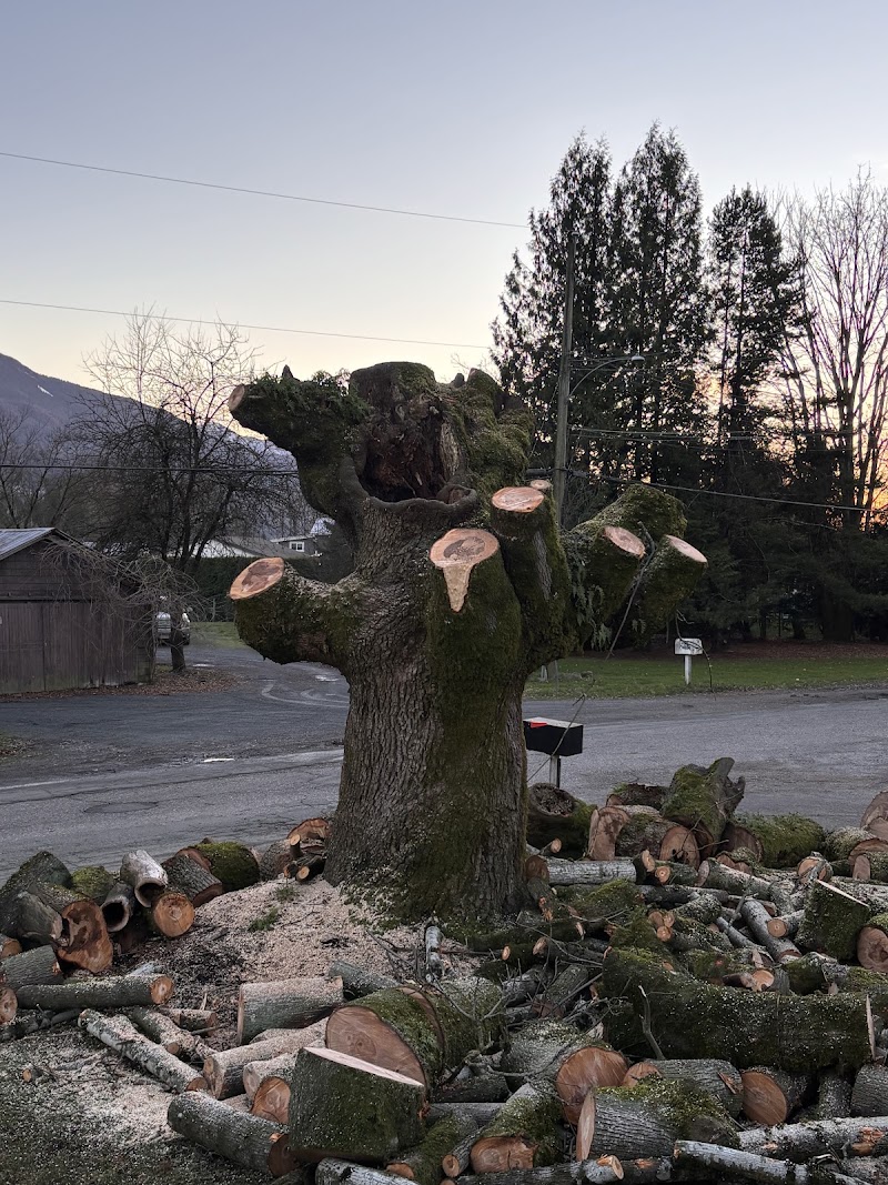 Johnny 5'S Tree Services