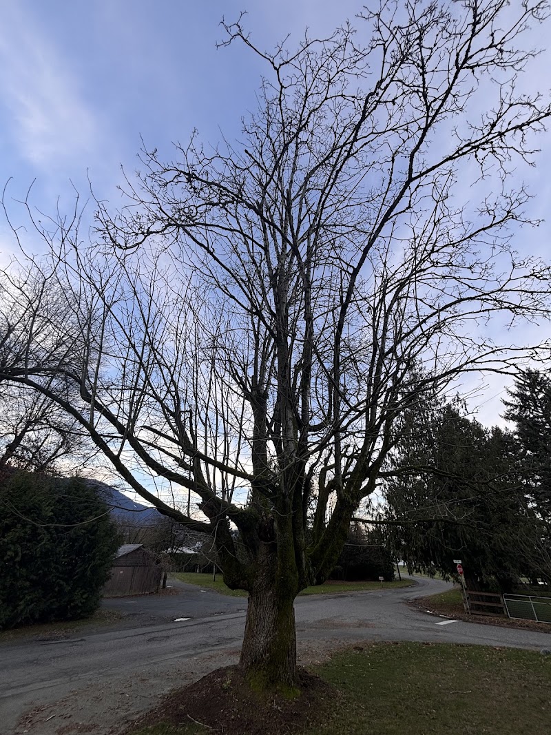 Johnny 5'S Tree Services photo
