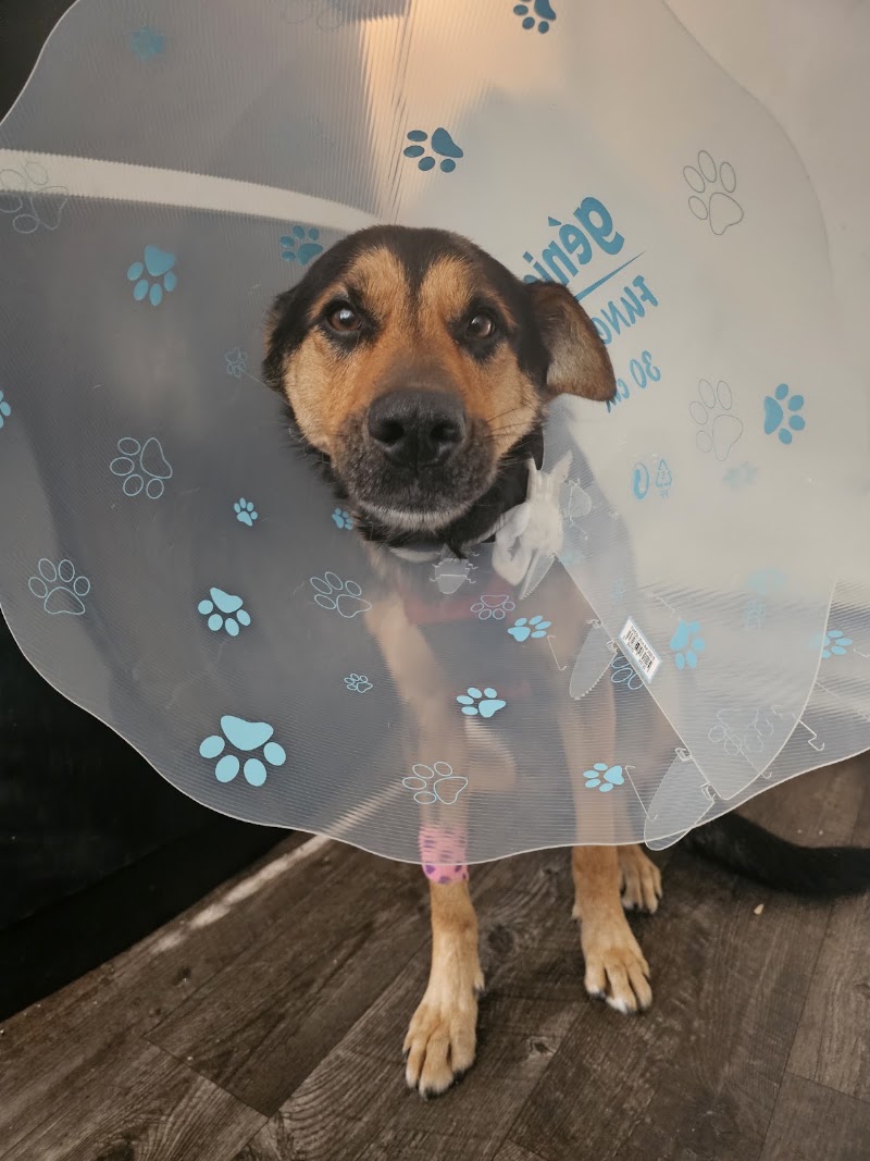 All About Pets Animal Hospital photo