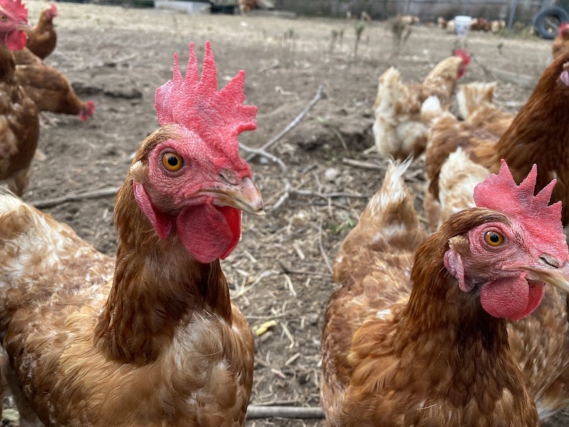 Goldwing Free Range Meats