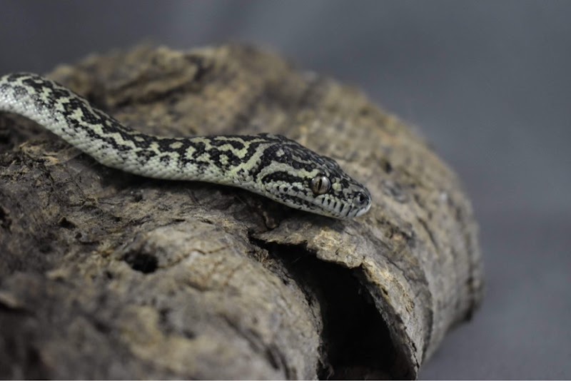 The Reptile Room photo