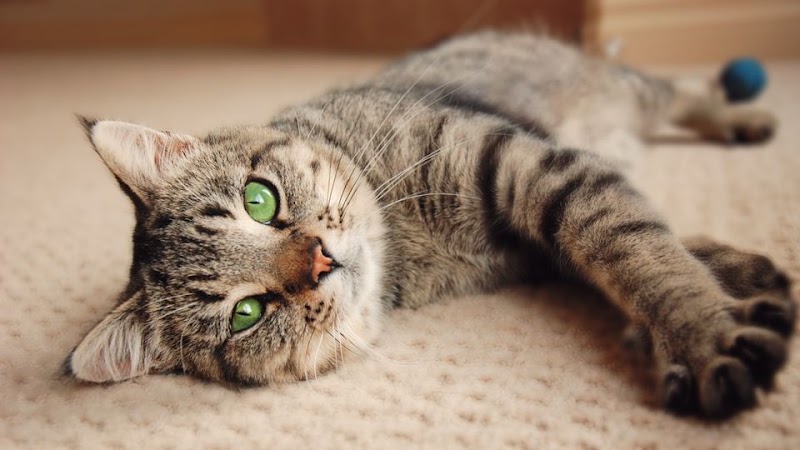 Langley Meadows Animal Hospital Langley