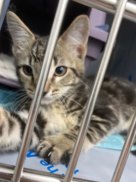 Langley Meadows Animal Hospital Langley photo
