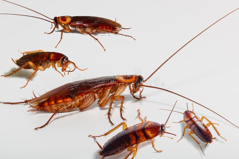 Top Line Pest Control