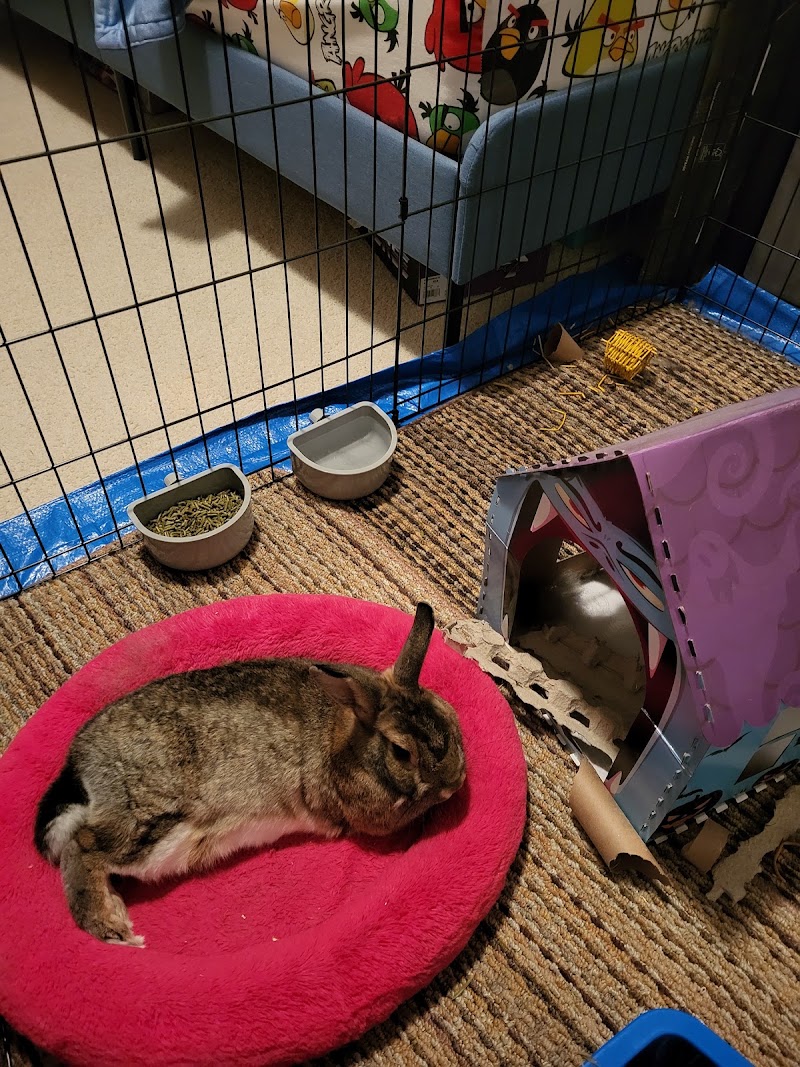 Apex Animal Hospital photo