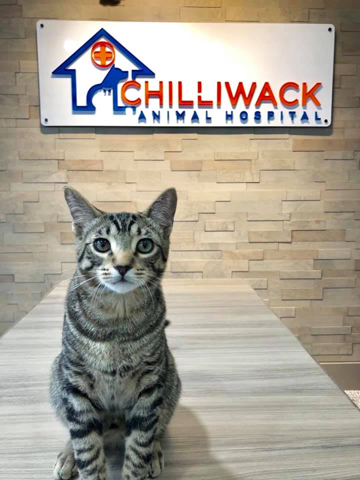 Chilliwack Animal Hospital photo