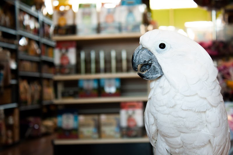 Urban Pets photo
