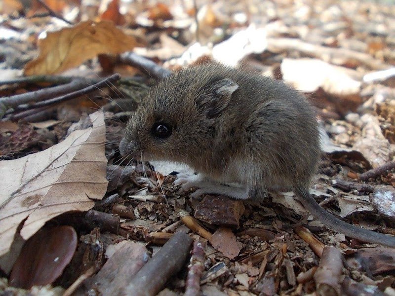 Atlas Pest And Wildlife Control Ltd photo