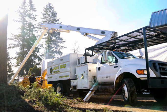 Lanki tree services