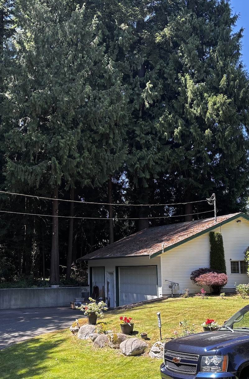 Lanki tree services photo