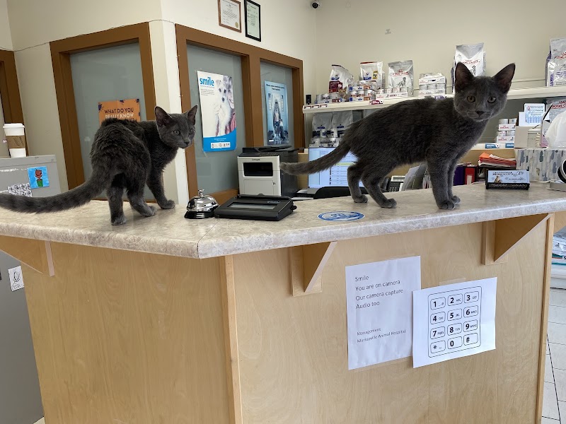 Murrayville Animal Hospital | Langley Vets photo