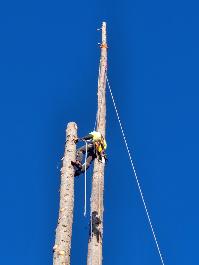 Joe Skillen Tree Services Ltd. photo