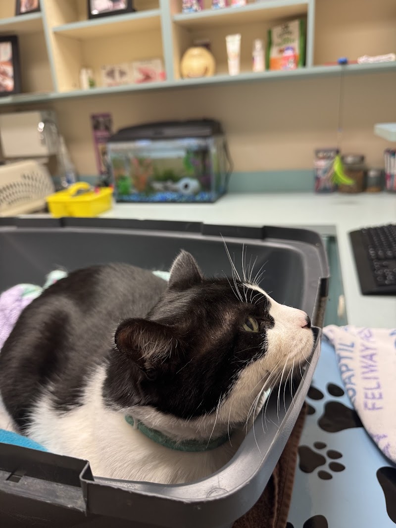 Central Langley Pet Hospital