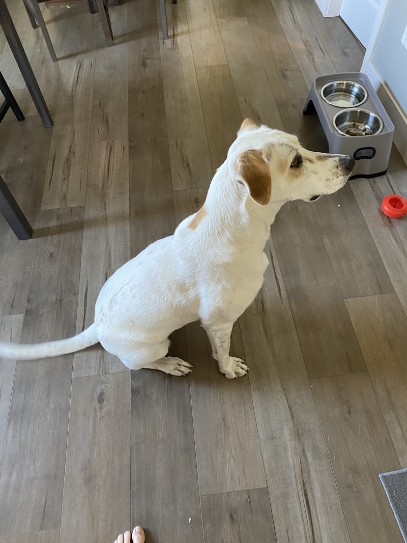 Central Langley Pet Hospital photo