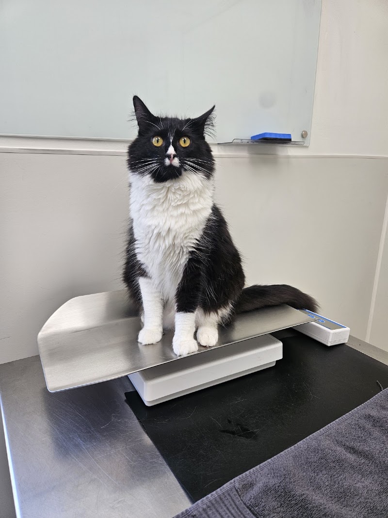 Willowbrook Animal Hospital photo