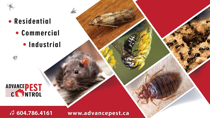 Pest Control Langley - Advance Pest