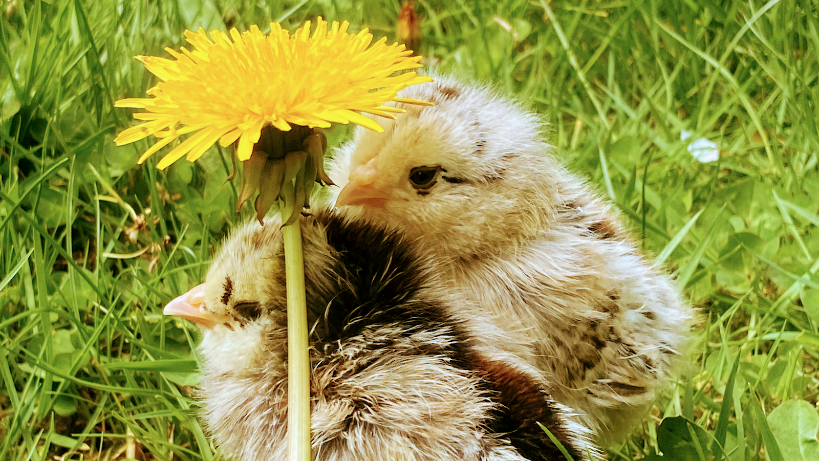 Knutts for Pest & Wildlife Control